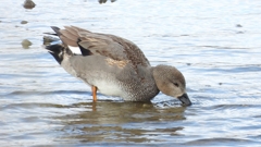 DSCN1791：オカヨシガモ（オス）