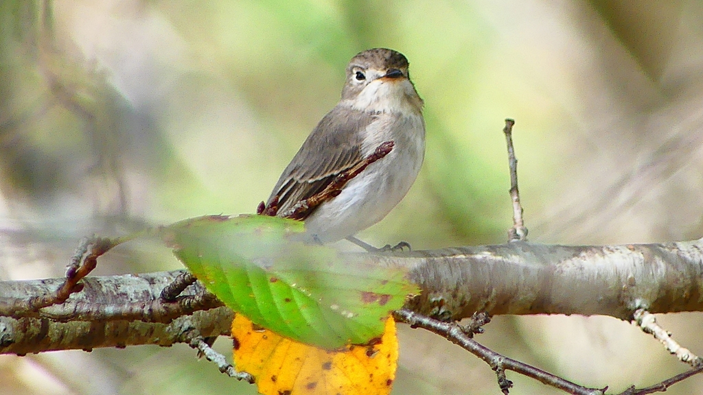 P2260613：コサメビタキ