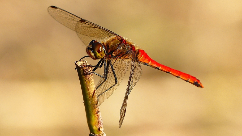 P2320292：アキアカネ（オス）