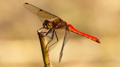 P2320292：アキアカネ（オス）