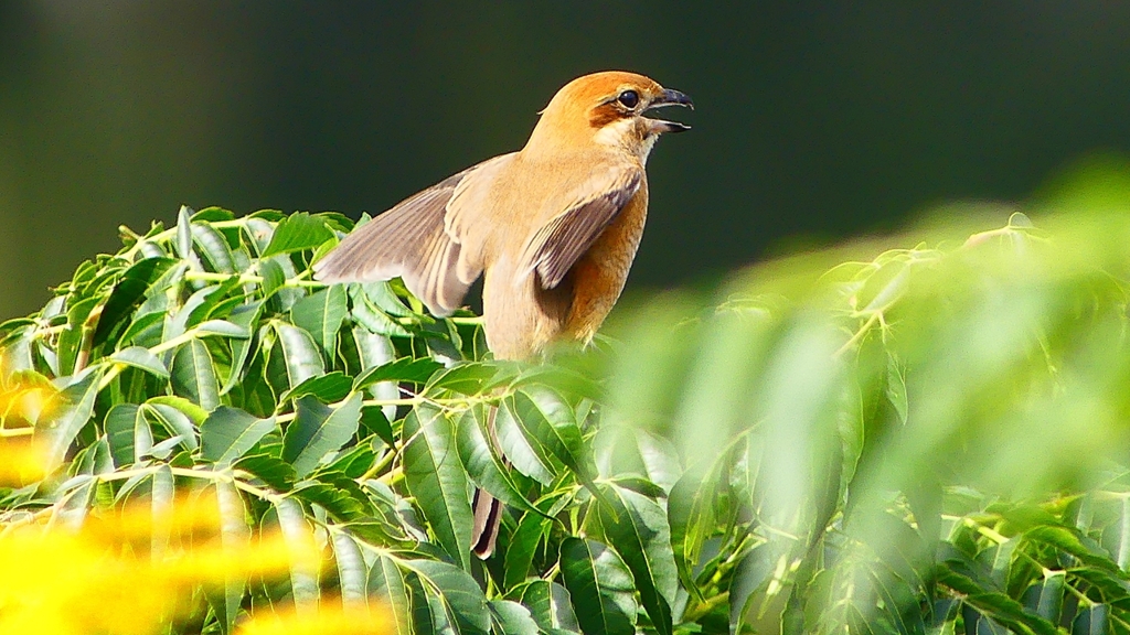 P2360945：モズ（メス）