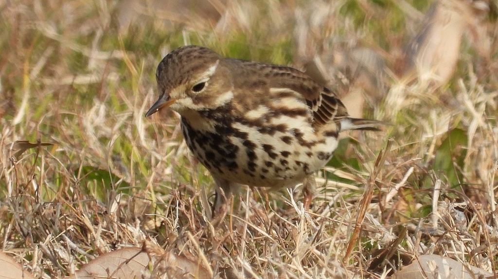 DSCN7579：タヒバリ