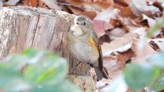 DSCN7097：ルリビタキ（メスタイプ）