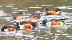 DSCN6098：ハシビロガモ