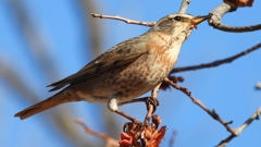 DSCN8845：ハチジョウツグミ