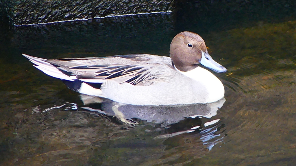 P2400049：オナガガモ（オス）