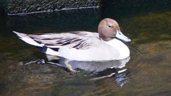 P2400049：オナガガモ（オス）