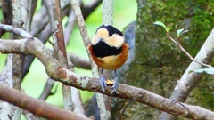 P2330939：ヤマガラ