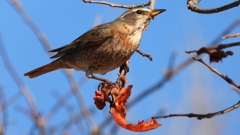 DSCN8813：ハチジョウツグミ