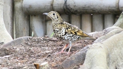 P1010133：トラツグミ