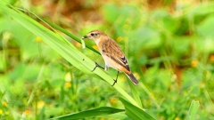 P2290416：ノビタキ