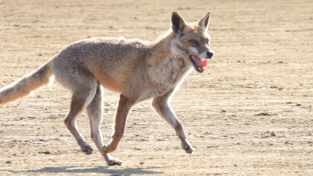 DSCN6733：キツネ