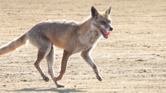 DSCN6733：キツネ