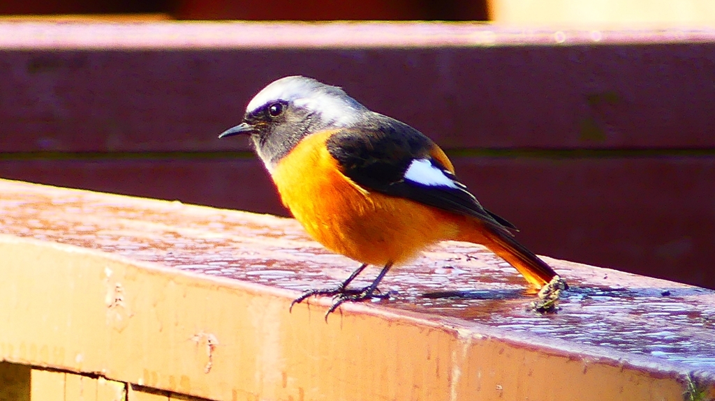 P2370535：ジョウビタキ（オス）