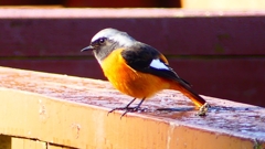 P2370535：ジョウビタキ（オス）