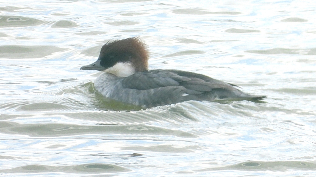 DSCN0351：ミコアイサ