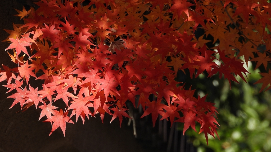 DSCN1285：紅葉