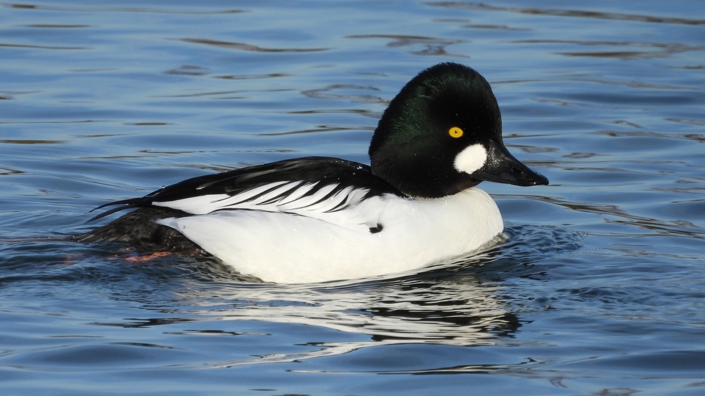 DSCN2496：ホオジロガモ（オス）