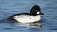 DSCN2496：ホオジロガモ（オス）