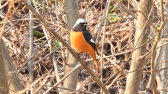 zDSCN7637：ジョウビタキ（オス）