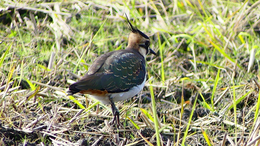 P2340839：タゲリ