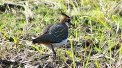 P2340839：タゲリ