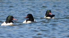 DSCN5816：カワアイサ