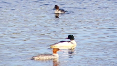 P2410278：カワアイサ、ホオジロガモ