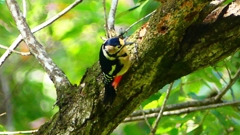 P2250450：アカゲラ（メス）
