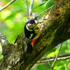 P2250450：アカゲラ（メス）
