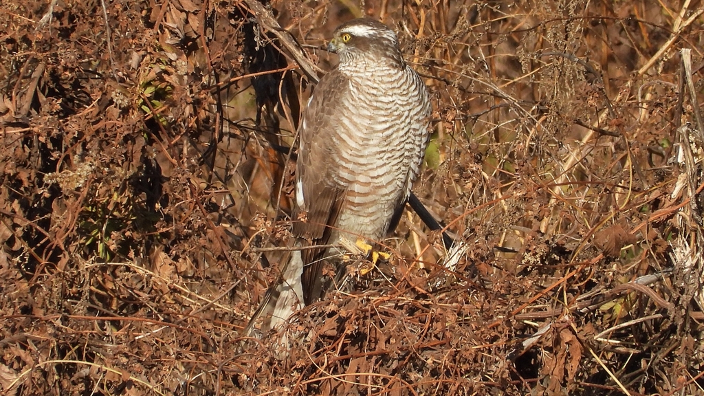 DSCN5426：ハイタカ