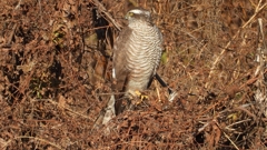 DSCN5426：ハイタカ