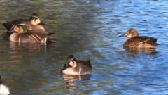 DSCN7889：トモエガモ