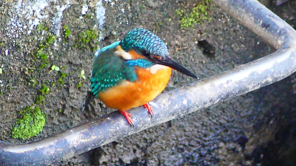 P2410218：カワセミ（オス）