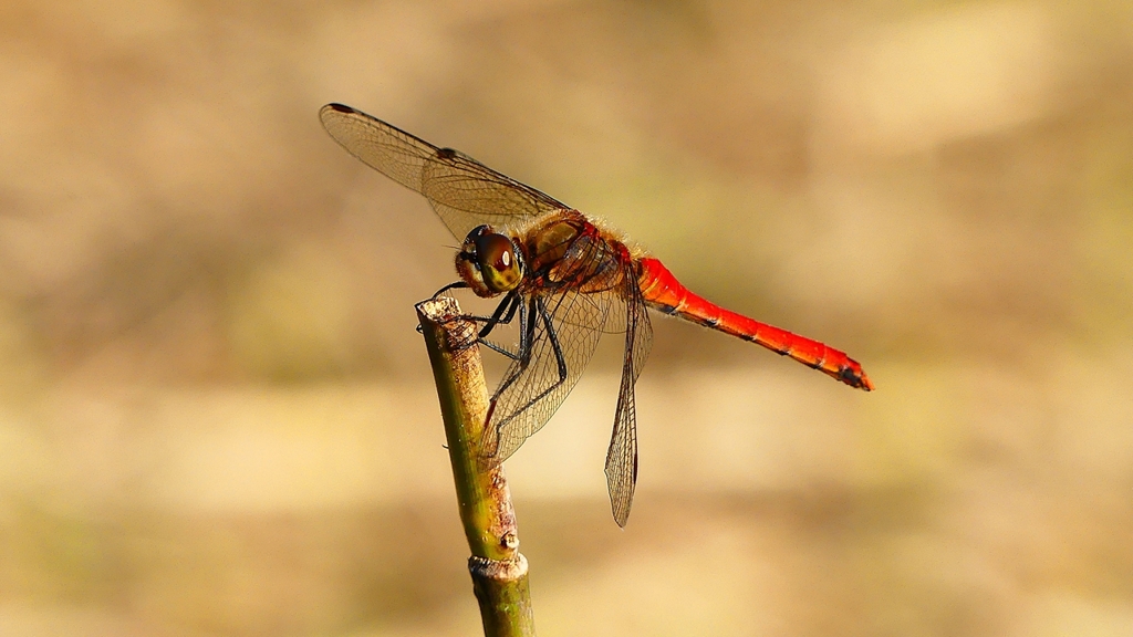 P2320286：アキアカネ（オス）