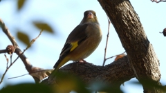 DSCN6306：カワラヒワ