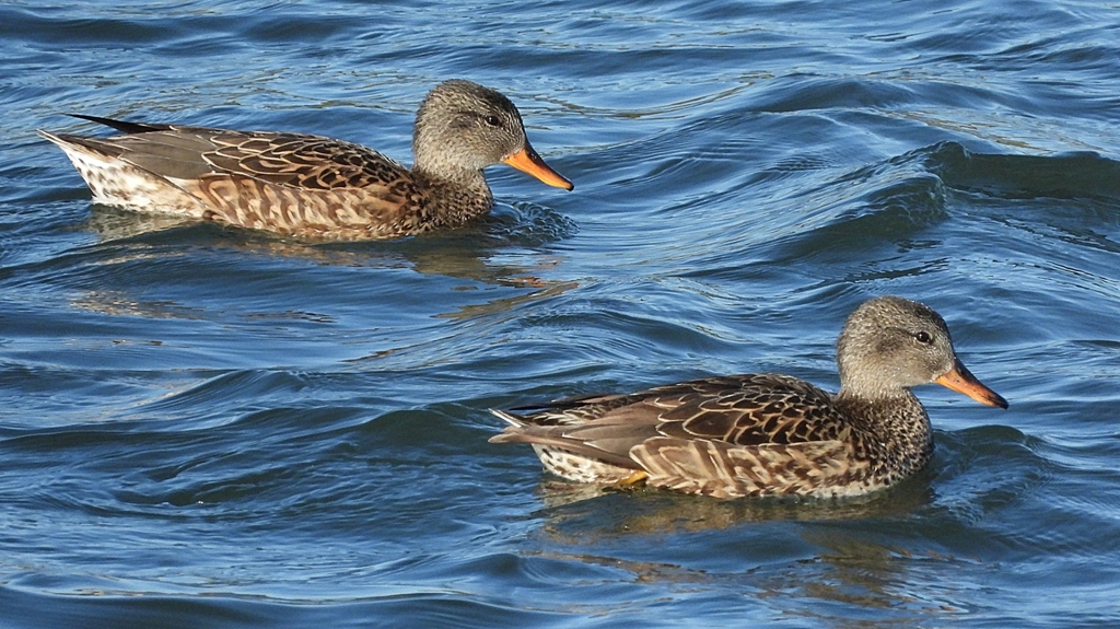 DSCN0878：オカヨシガモ（メス）