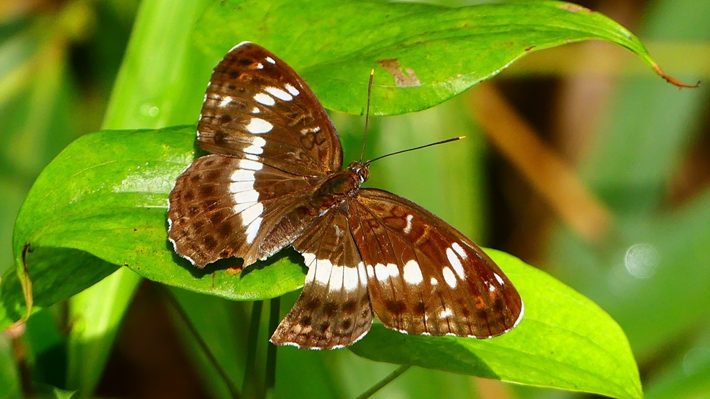 P2260315：アサマイチモンジ