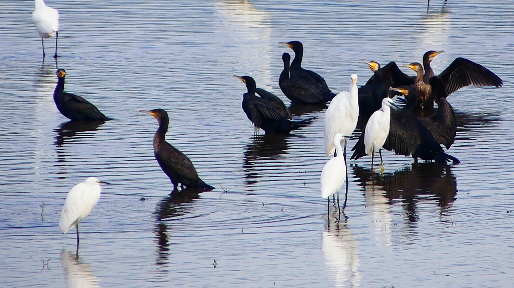 P2360836：カワウ他