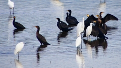 P2360836：カワウ他