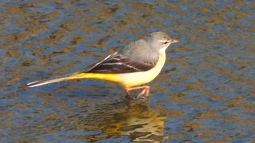 DSCN7477：キセキレイ