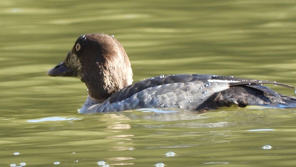 DSCN2289：ホオジロガモ（メス）