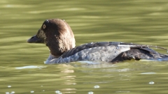 DSCN2289：ホオジロガモ（メス）