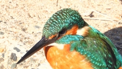 DSCN5903：カワセミ（オス）