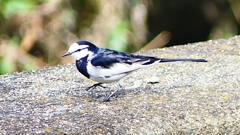 P2350293：ハクセキレイ