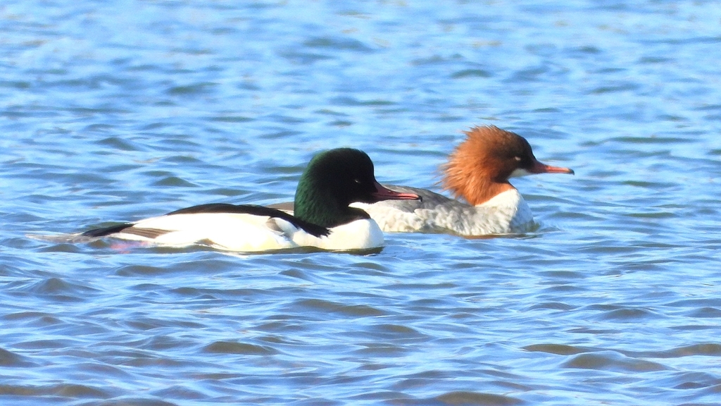 DSCN5845：カワアイサ