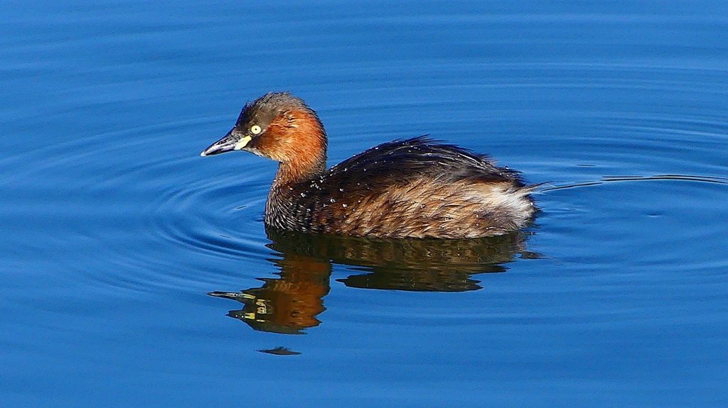 P2360150：カイツブリ