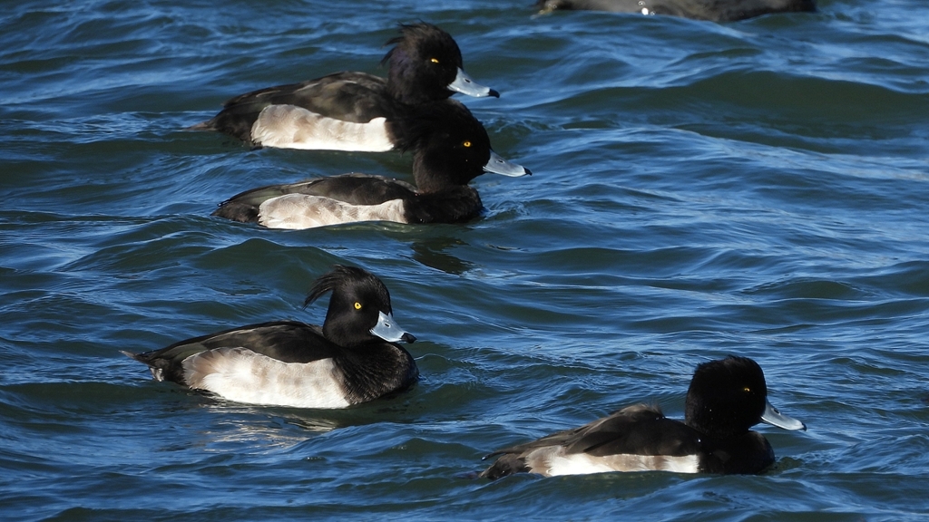 DSCN0962：キンクロハジロ