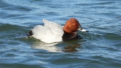 DSCN1074：ホシハジロ（オス）