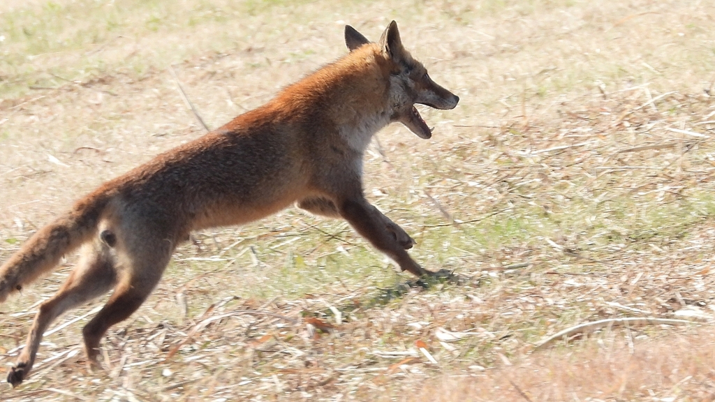 DSCN6748：キツネ